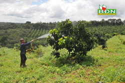 Để nông dân không còn "chạy" theo cây trồng