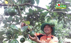 Lợi ích nhiều mặt từ quy trình sản xuất nông nghiệp tốt