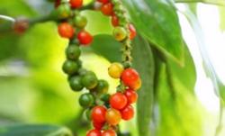 Giá tiêu hôm nay 11/1: Giảm thêm 500 - 1.000 đ/kg