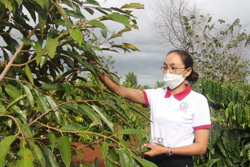 Hiệu quả từ mô hình xen canh