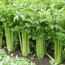 Món ăn bài thuốc từ cần tây trị cao huyết áp