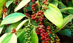 Giá tiêu hôm nay 12/1: Thị trường trong nước tiếp tục đà giảm