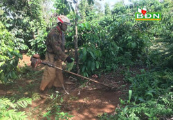 Khôi phục vườn cà phê sau thu hoạch