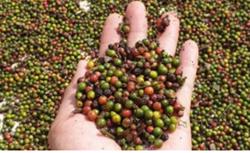 Giá tiêu hôm nay 13/1: Thị trường hồ tiêu ổn định