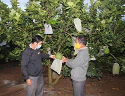 Lão nông làm giàu từ mô hình đa cây