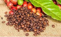 Giá cà phê hôm nay 14/1: Giảm mạnh 500 đ/kg