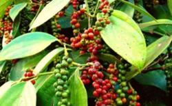 Giá tiêu hôm nay 10/1: Thị trường ổn định