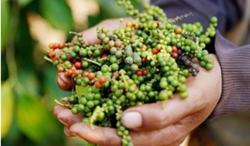 Giá tiêu hôm nay 17/1: Quay đầu tăng nhẹ 500 đ/kg