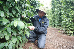 Nâng tầm giá trị hồ tiêu Cư Kuin