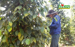 Hồ tiêu được giá, nông dân phấn khởi