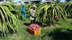 Nông dân điêu đứng vì nông sản sụt giá