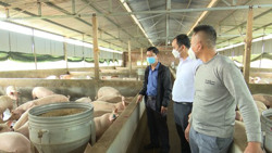 Triển vọng liên kết chăn nuôi heo quy mô trang trại ở M'Drắk