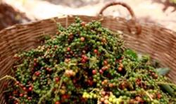 Giá tiêu hôm nay 20/1: Đà tăng phiên thứ 3 liên tiếp