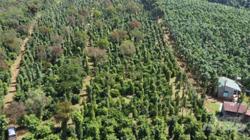 Xây dựng mô hình cà phê cảnh quan kết nối du lịch