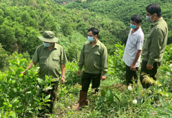 Hiệu quả từ giao khoán đất lâm nghiệp ở huyện Lắk