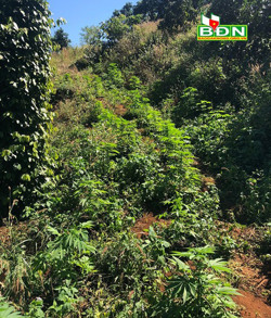 Đắk Song bắt vụ trồng cần sa trong vườn tiêu