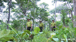 Tăng cường công tác quản lý bảo vệ rừng, phòng cháy, chữa cháy rừng trước, trong và sau tết Nhâm Dần