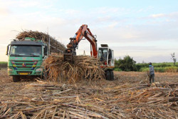 Tết ấm của người trồng mía Ea Súp