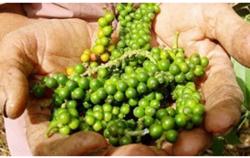 Giá tiêu hôm nay 21/1: Tiếp tục tăng thêm 500 đ/kg