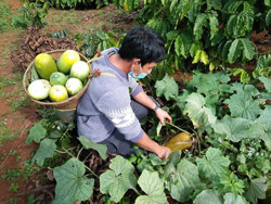 Thích thú với dưa nước rẫy của người Tây Nguyên