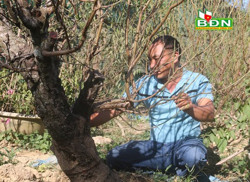 Nông dân phấn khởi khi hoa đào được mùa, được giá