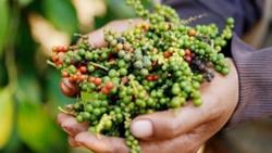 Giá tiêu hôm nay 25/1: Hồ tiêu tiếp tục khởi sắc