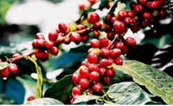 Giá cà phê hôm nay 25/1: Đồng loạt giảm nhẹ