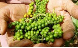 Giá tiêu hôm nay 26/1: Đà tăng vẫn tiếp tục