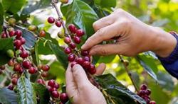 Giá cà phê hôm nay 26/1: Quay đầu tăng nhẹ