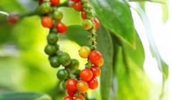 Giá tiêu hôm nay 27/1: Phiên thứ 3 liên tiếp tăng