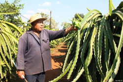 Thanh long Cư Êbur mất mùa, mất giá: Nông dân lo mất Tết