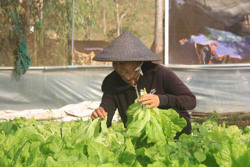 Vùng rau ven đô những ngày giáp Tết