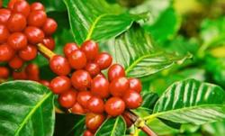 Giá cà phê hôm nay 28/1: Thị trường thế giới giảm mạnh