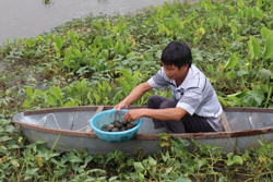 Để mô hình nuôi ốc nhồi phát triển bền vững