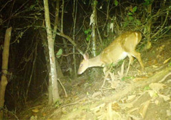 VQG Chư Yang Sin ghi nhận sự xuất hiện của nhiều loài thú quý hiếm