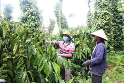 Hỗ trợ nông dân sản xuất theo hướng hữu cơ