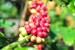 Xuất khẩu cà phê hồi phục