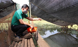 Vươn lên lập nghiệp trên quê hương