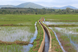Hiệu quả từ kiên cố hóa kênh mương và đường giao thông nội đồng