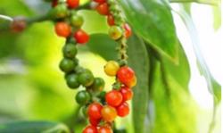 Giá tiêu hôm nay 6/1: Quay đầu giảm 500 - 1.000 đ/kg