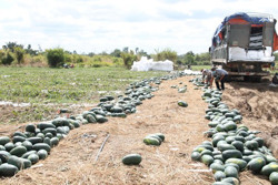 Mùa dưa hấu “đắng” nơi vùng biên