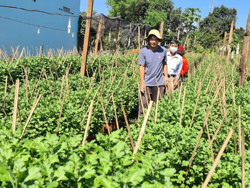 Nông dân Ea Wy tập trung chăm sóc vụ hoa Tết