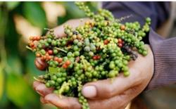 Giá tiêu hôm nay 7/1: Tiếp tục giảm nhẹ 500 đ/kg