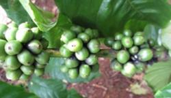 Giá cà phê hôm nay 8/1: Thị trường quay đầu tăng