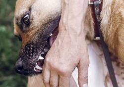 40 người tử vong, Bộ Y tế cảnh báo nguy cơ bệnh dại bùng phát