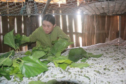 Nhiều hoạt động hỗ trợ cho hợp tác xã