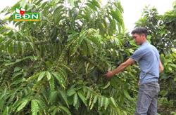 Thu nhập 1,5 tỷ đồng nhờ đa cây trồng