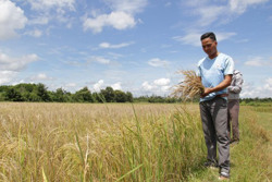 Nông dân Ea Uy mất mùa vụ lúa hè thu