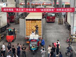 Xuất khẩu rau quả bỏ trống nhiều thị trường