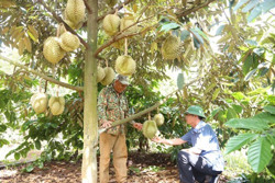 Hiện thực hóa thương hiệu “Sầu riêng Cư Kuin”: Triển vọng từ các chuỗi liên kết